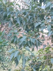 Brachychiton populneus