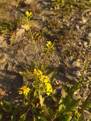 Rorippa × armoracioides