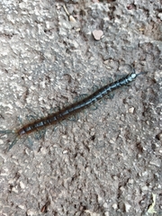 Scolopendra dalmatica