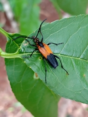 Strangalia melanura