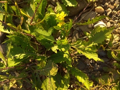 Rorippa × armoracioides