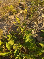 Rorippa × armoracioides