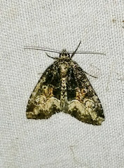 Neoligia subjuncta