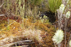 Sphagnum truncatum