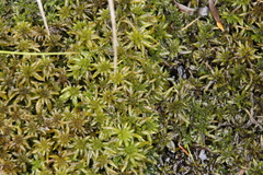 Sphagnum truncatum