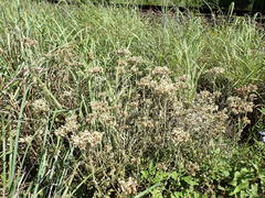 Helichrysum panduratum panduratum