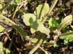 Helichrysum panduratum panduratum