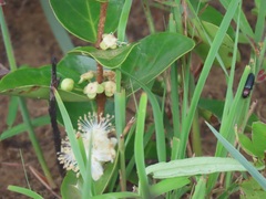 Eugenia albanensis