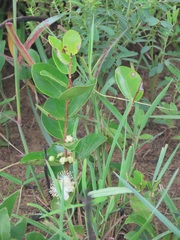 Eugenia albanensis