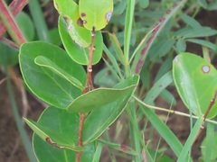 Eugenia albanensis