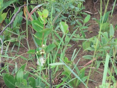 Eugenia albanensis