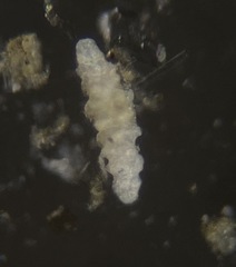 Astrorhizina