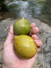 Passiflora serratodigitata