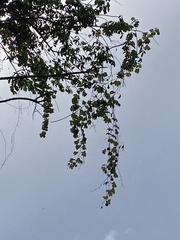 Passiflora serratodigitata