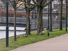 Branta canadensis