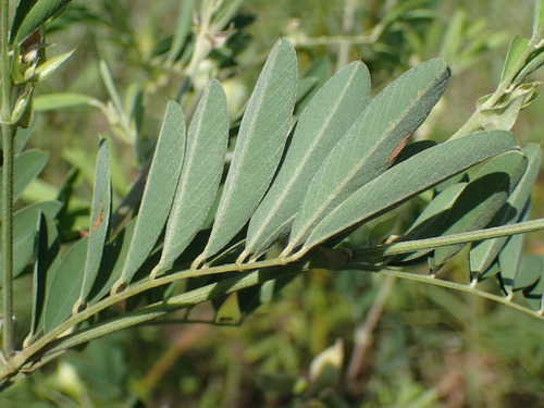 Image of Tephrosia grandiflora by (c) Mahomed Desai, some rights reserved (CC BY)