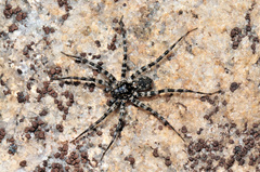 Pardosa lapidicina