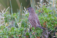 Curruca ruppeli