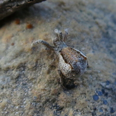 Hyptiotes paradoxus