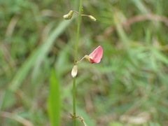 Tephrosia multijuga