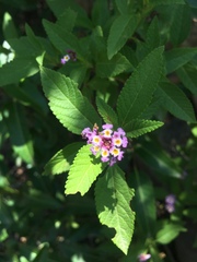 Lippia junelliana