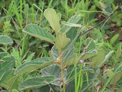Diospyros galpinii