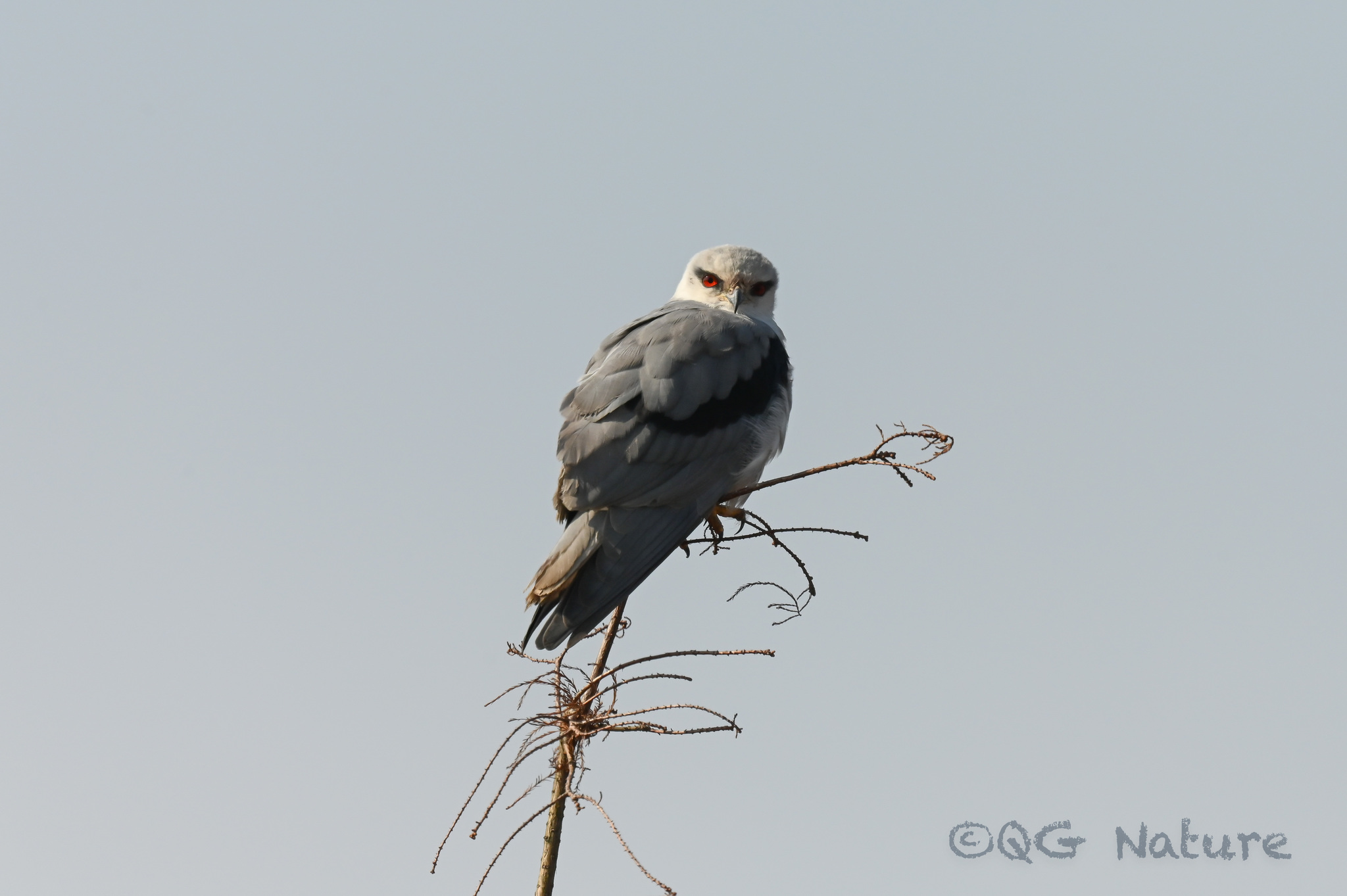 Black-winged Kite