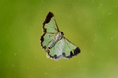 Zamarada eogenaria