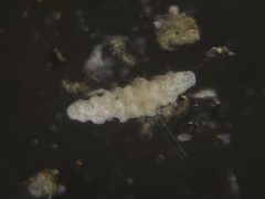 Astrorhizina