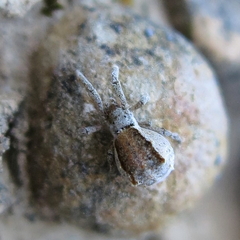 Hyptiotes paradoxus