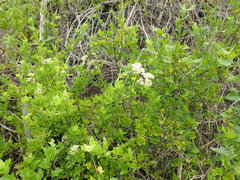 Microglossa mespilifolia