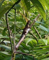 Anolis gundlachi