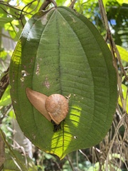 Parthena acutangula