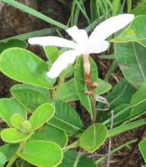 Ancylobothrys capensis