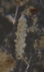 Astrorhizina