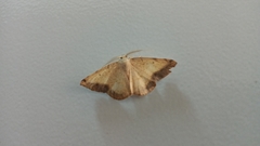 Lepidoptera