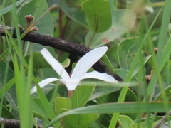 Ancylobothrys capensis