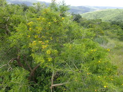 Vachellia natalitia