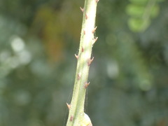 Adenopodia spicata