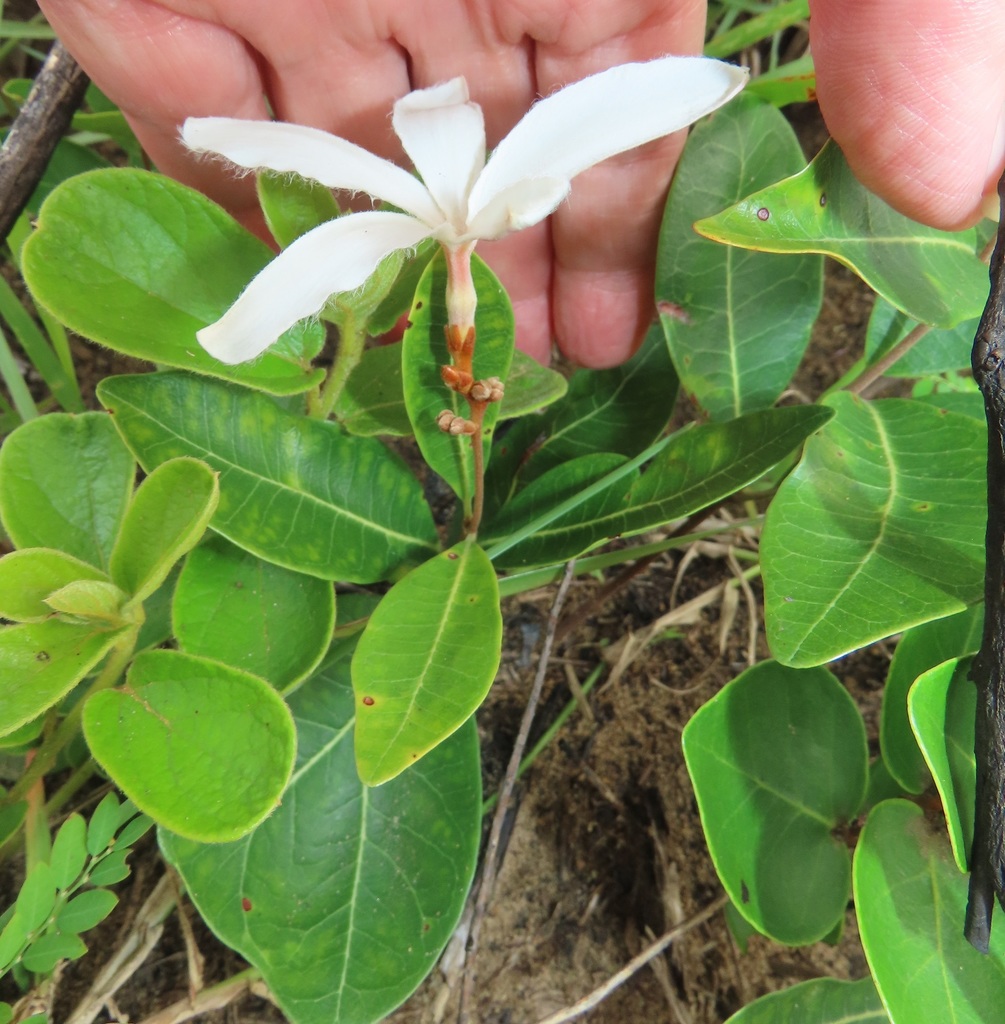 Ancylobothrys pumila