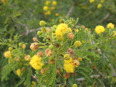 Vachellia natalitia
