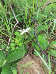 Ancylobothrys capensis
