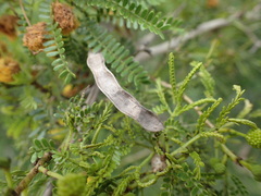 Vachellia natalitia