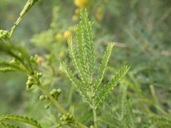 Vachellia natalitia