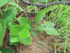 Ancylobothrys capensis