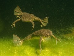 African Clawed Frog photo 2