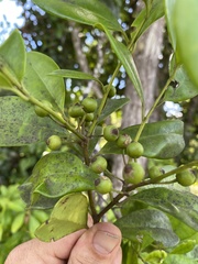Ilex sideroxyloides