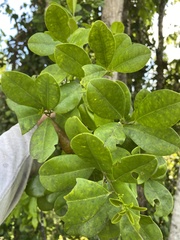 Ilex sideroxyloides