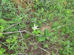 Ancylobothrys capensis