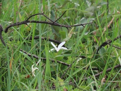 Ancylobothrys capensis